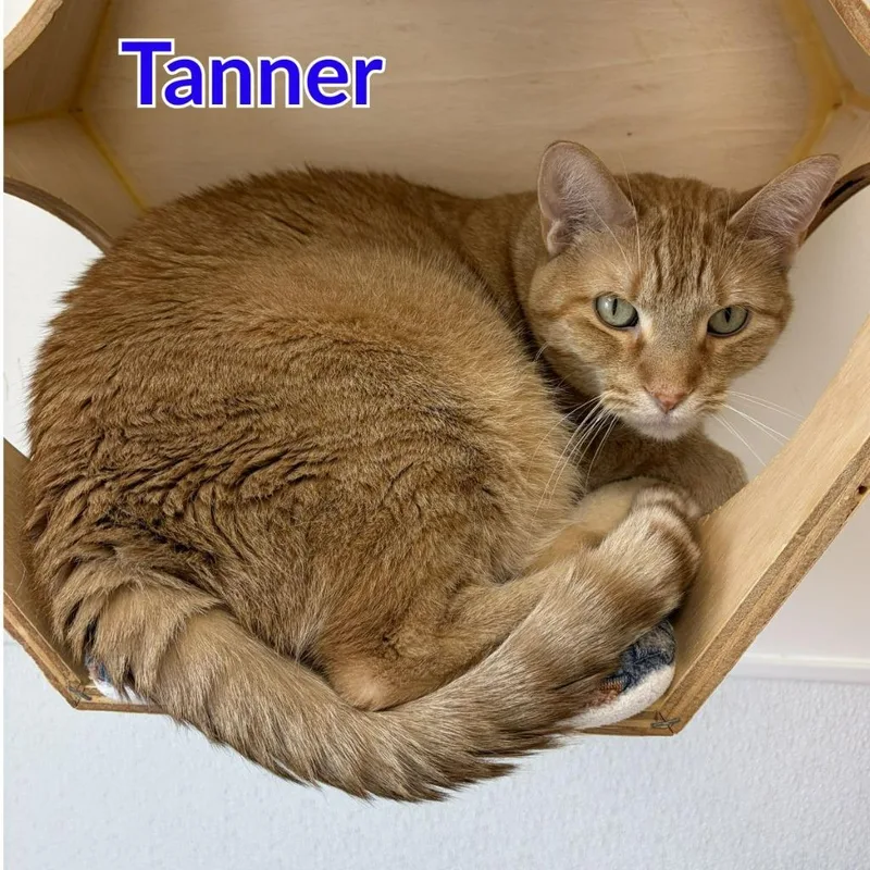 Tanner thumbnail 2