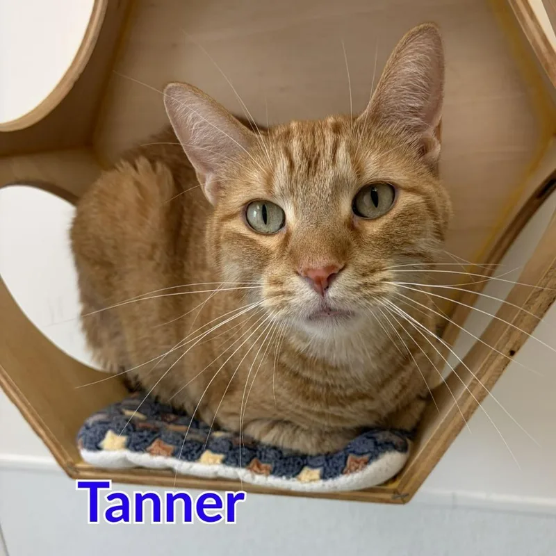Tanner thumbnail 3