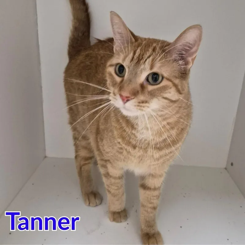 Tanner thumbnail 4