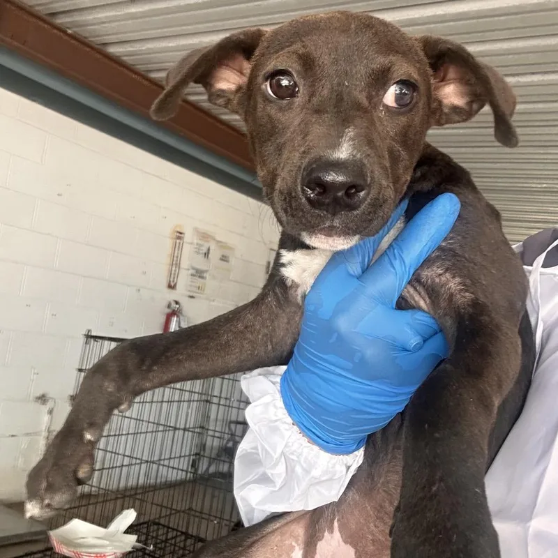 A baby small-sized female Black Shepherd dog named Davina for adoption in Edinburg, TX