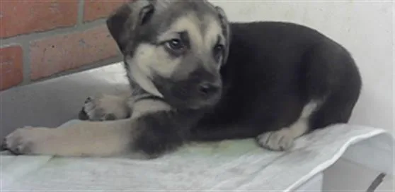 A baby small-sized male German Shepherd Dog dog named Bourbon for adoption in Houston, TX