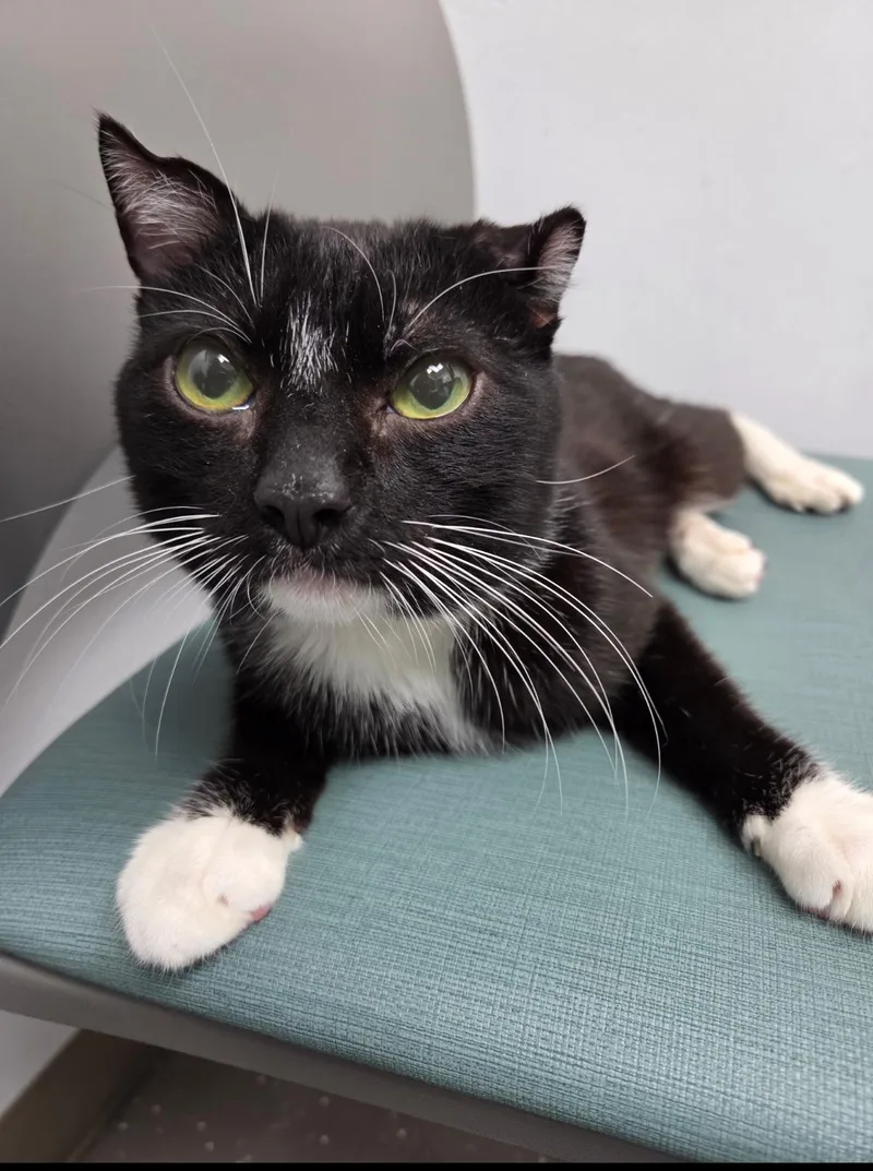 An adult medium-sized male Black & White / Tuxedo Domestic Short Hair cat named Philip for adoption in Oceanside, CA