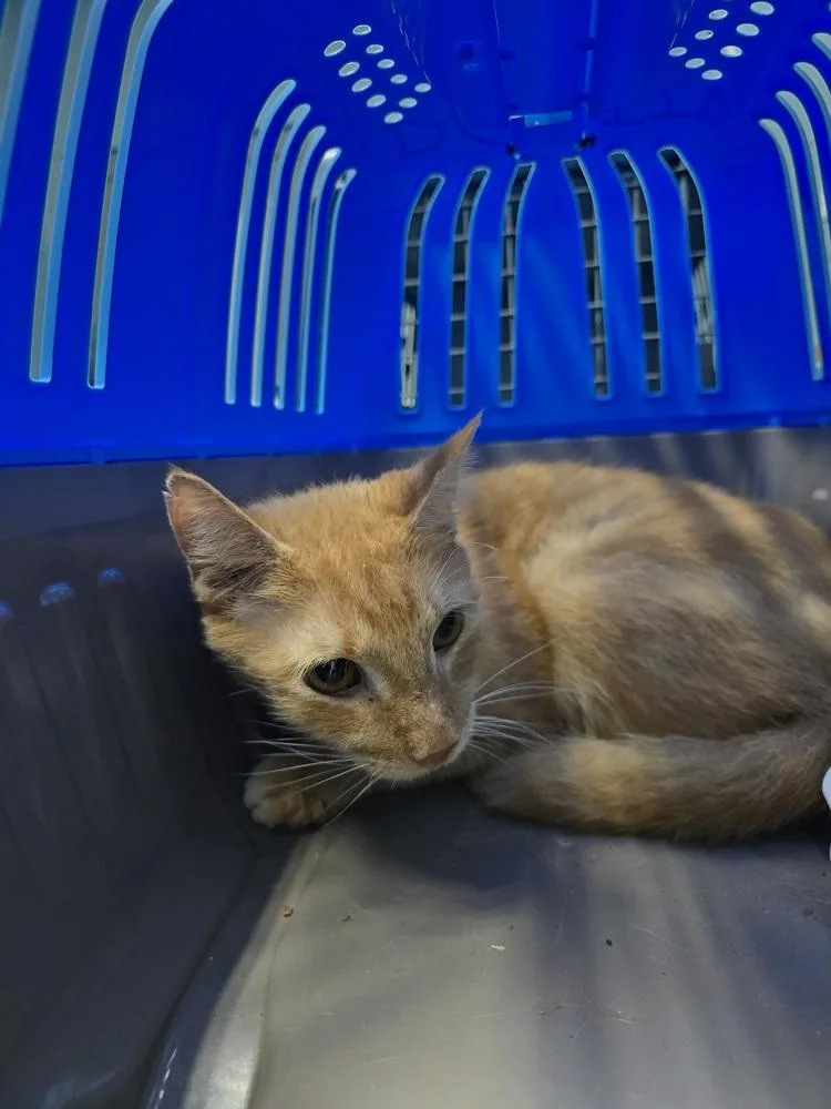 An adult small-sized male Tabby (Orange / Red) Domestic Short Hair cat named Wolverine for adoption in Evansville, IN