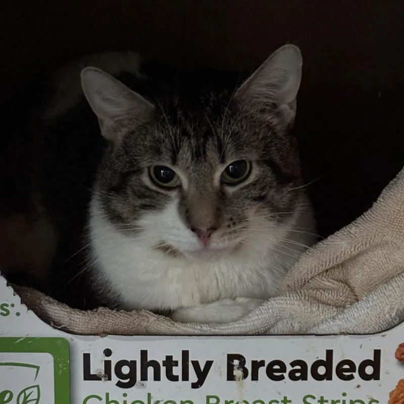 A young medium-sized male Black & White / Tuxedo Domestic Short Hair cat named Dennis The Menace for adoption in Pittsburgh, PA