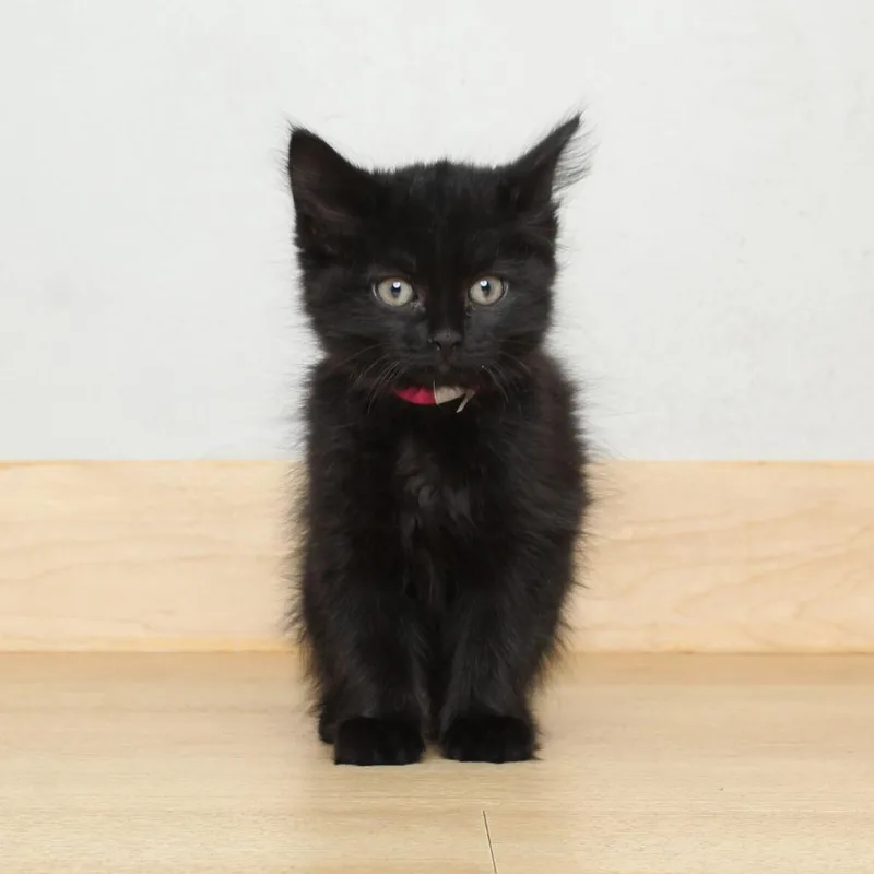 A baby small-sized female Black Domestic Long Hair cat named Pumpernickel C for adoption in Minnetonka, MN