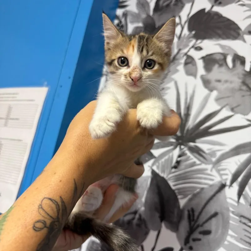 A baby small-sized female Calico Domestic Short Hair cat named Lyra for adoption in Wahiawa, HI