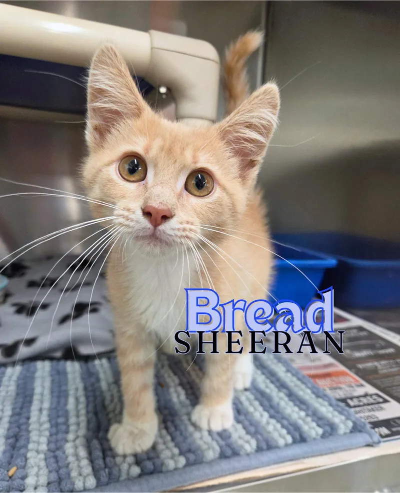 A baby medium-sized male Tabby (Orange / Red) Domestic Short Hair cat named Bread Sheeran for adoption in Nevada, IA