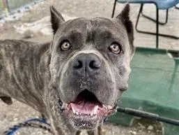 An adult large-sized male Brindle Mixed Breed dog named Beefaroni for adoption in Georgetown, TX