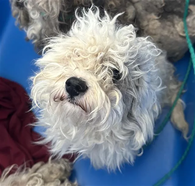 An adult small-sized male Mixed Breed dog named Birch for adoption in Dallas, TX