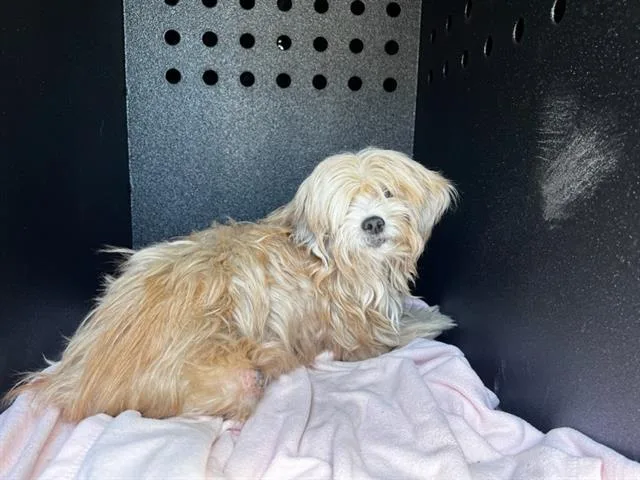An adult medium-sized female Maltese dog named Gloria for adoption in Tustin, CA