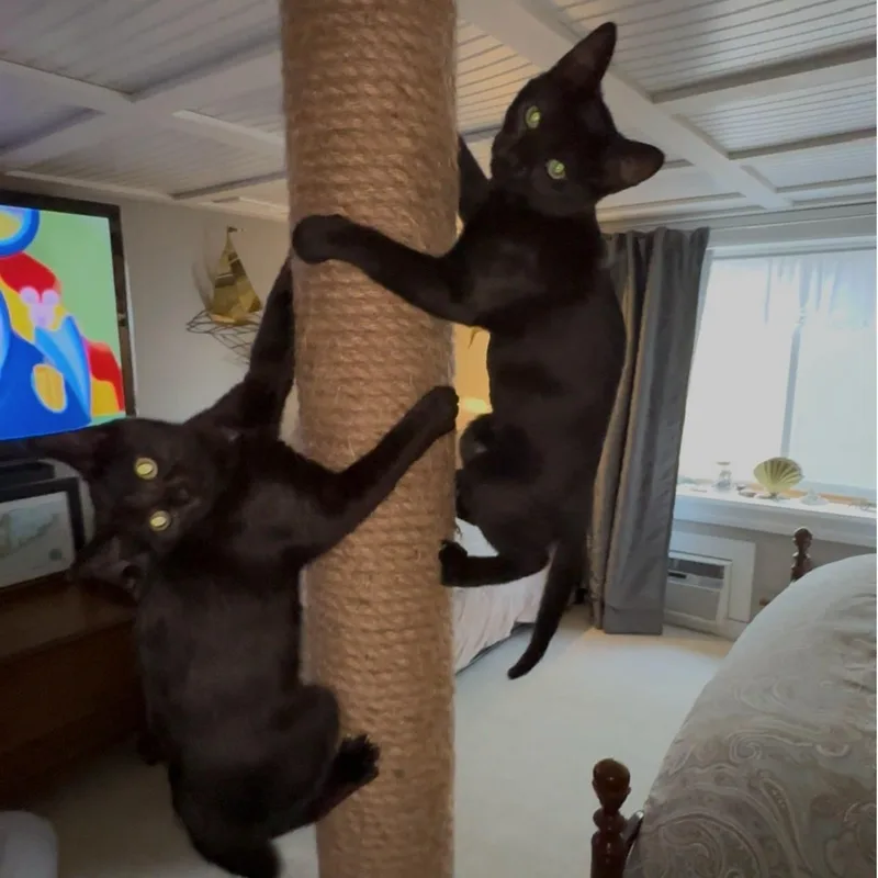 A baby small-sized female Domestic Short Hair cat named Minnie & Puppy for adoption in Raritan, NJ