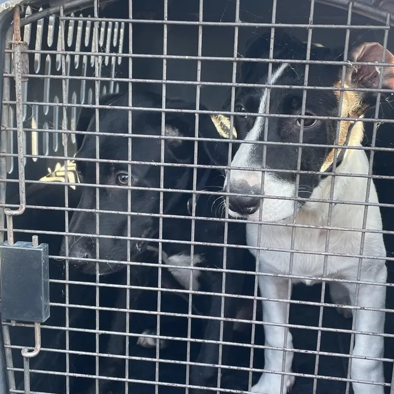 A baby small-sized male Mixed Breed dog named Owen for adoption in Lake Jackson, TX
