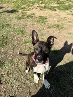 A baby small-sized female Mixed Breed dog named Gracie for adoption in West Chester, PA