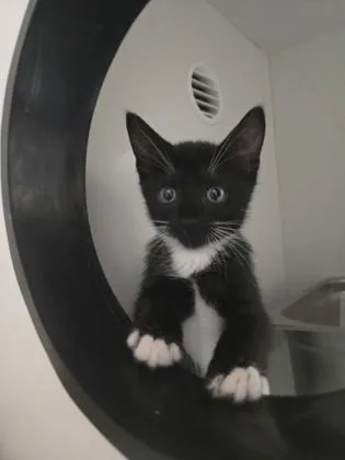 A baby small-sized female Domestic Short Hair cat named Grits for adoption in Savannah, GA