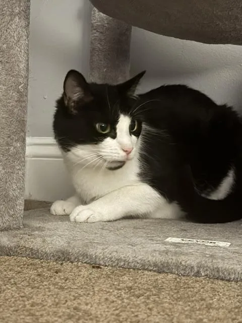 Milton thumbnail 2