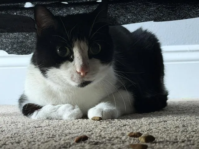 Milton thumbnail 4