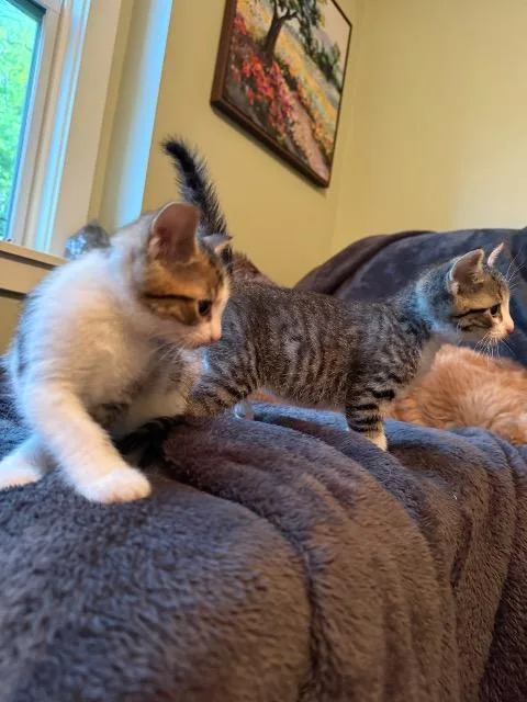 A baby medium-sized male Domestic Short Hair cat named Louie for adoption in Auburn, IN