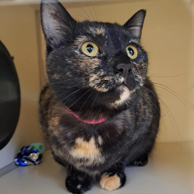 An adult large-sized female Black Domestic Short Hair cat named Interstellar for adoption in Albuquerque, NM