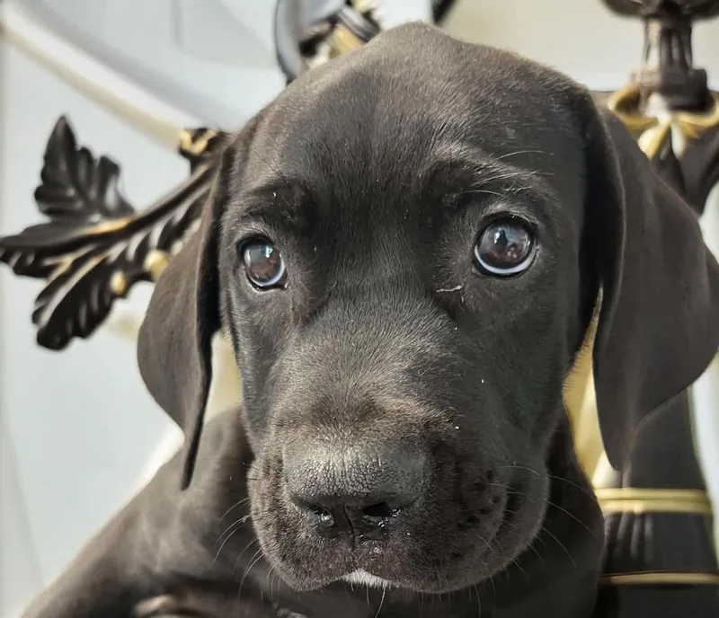A baby medium-sized male Cane Corso dog named Jameson for adoption in Lavonia, GA