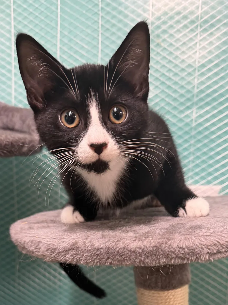 A baby medium-sized female Black & White / Tuxedo Domestic Short Hair cat named Destiny for adoption in Hudson, NY