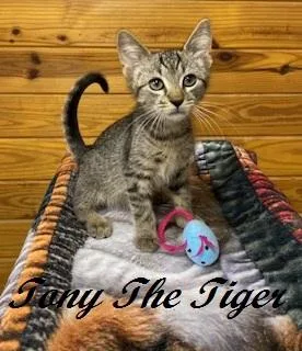 A baby medium-sized male Tabby (Brown / Chocolate) Tabby cat named Tony The Tiger for adoption in Southern Pines, NC