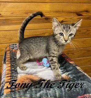 Tony The Tiger thumbnail 2