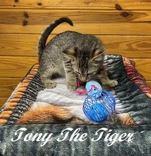 Tony The Tiger thumbnail 3
