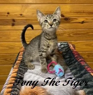 Tony The Tiger thumbnail 4