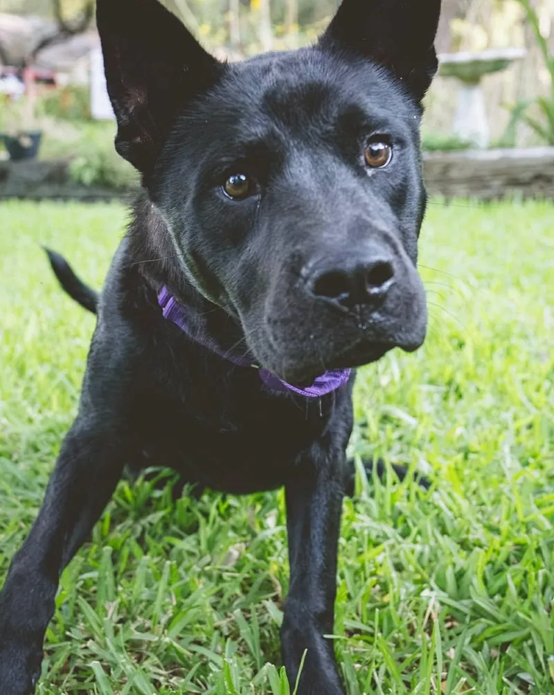 A young large-sized male Chow Chow dog named Timothee Chowlamet for adoption in Houston, TX
