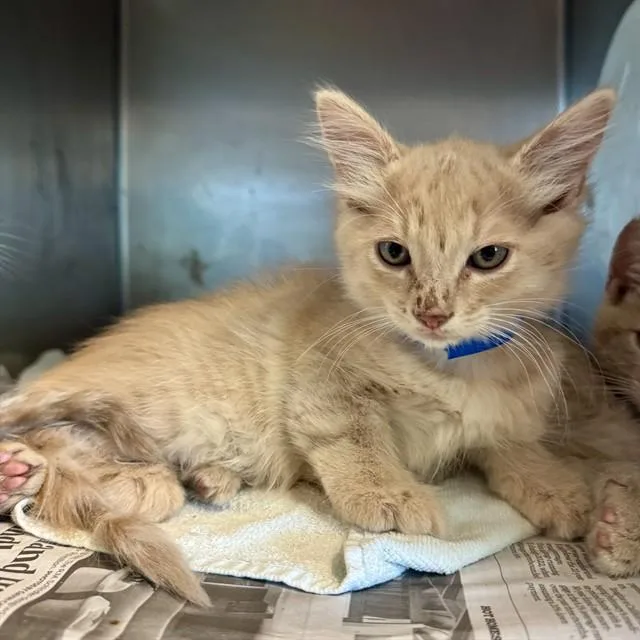 A baby small-sized male Domestic Short Hair cat named Alvin for adoption in Riverside, CA