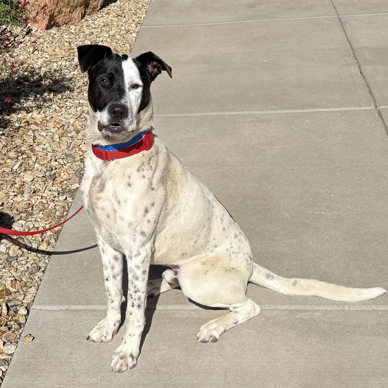A young large-sized male White / Cream Cattle Dog dog named Phantom for adoption in Albuquerque, NM