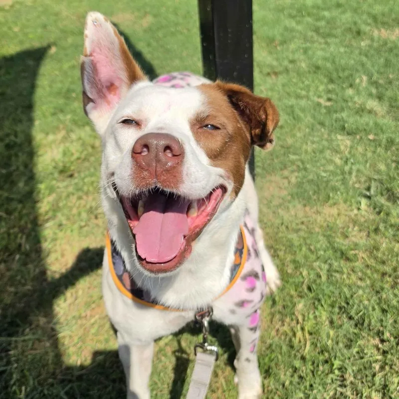 An adult medium-sized female American Staffordshire Terrier dog named Billie for adoption in Beaumont, TX