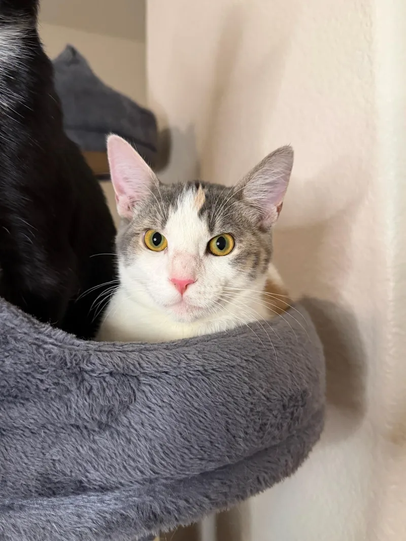 A baby medium-sized female Dilute Calico Domestic Short Hair cat named Oyster for adoption in Davis, CA
