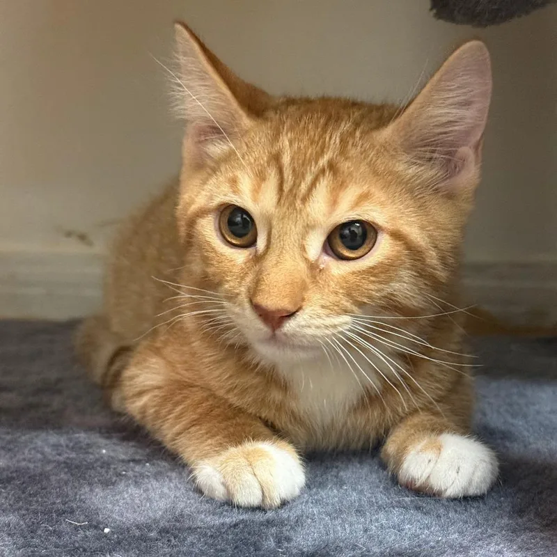 A baby small-sized male Domestic Short Hair cat named Jack for adoption in Yucaipa, CA