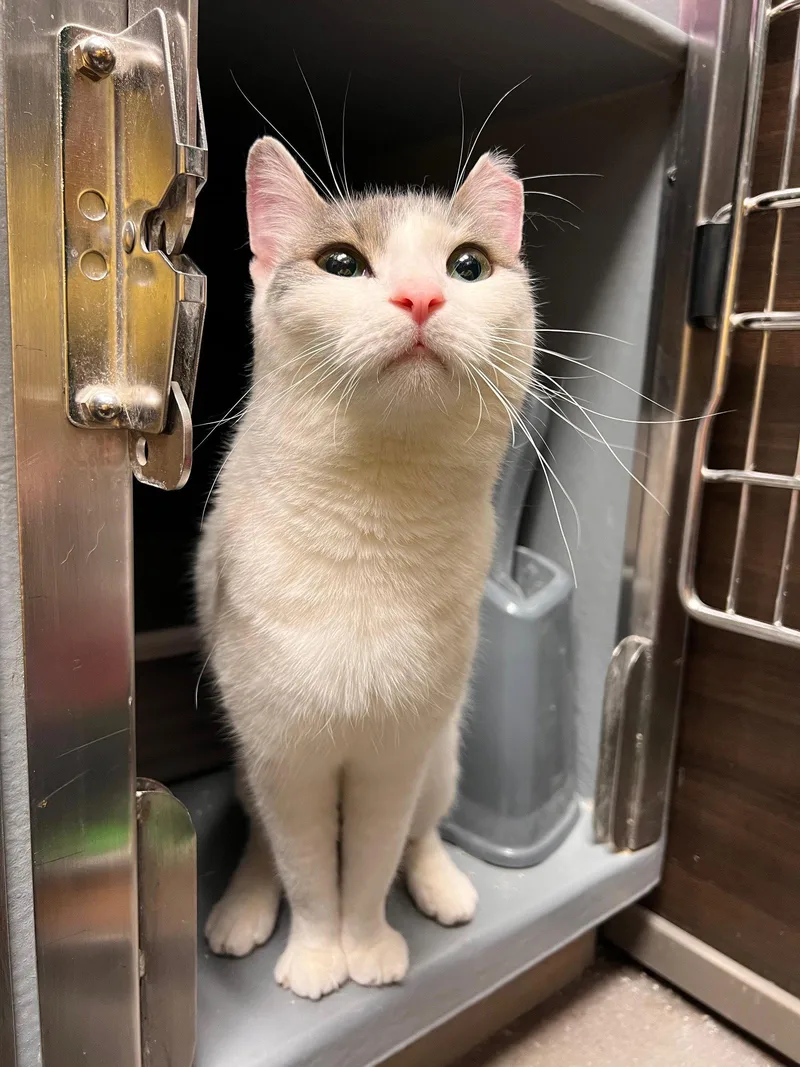 Lacey Kps thumbnail 2