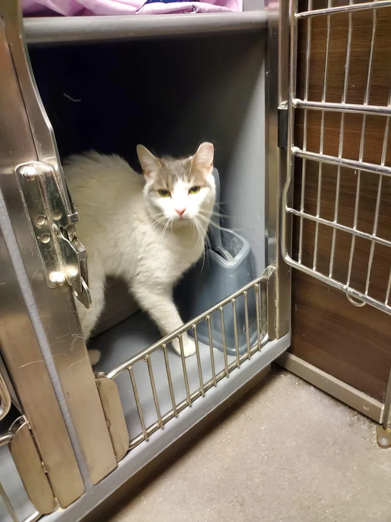 Lacey Kps thumbnail 3