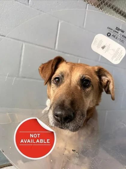 An adult medium-sized female Shepherd dog named Phoebe for adoption in Lowell, MA