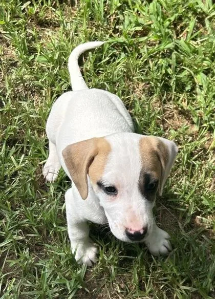 A baby small-sized female Mixed Breed dog named Lola for adoption in Cumming, GA