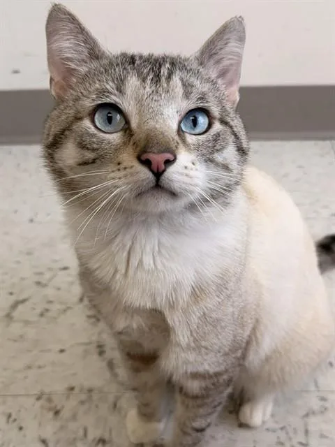 A young medium-sized male Domestic Short Hair cat named Charm for adoption in Boston, MA