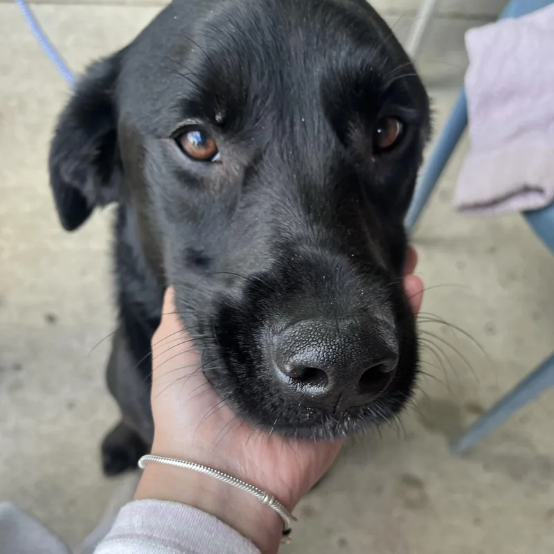 Bosco