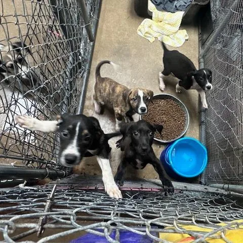 A baby medium-sized female Hound dog named Scout for adoption in Rochester, MN