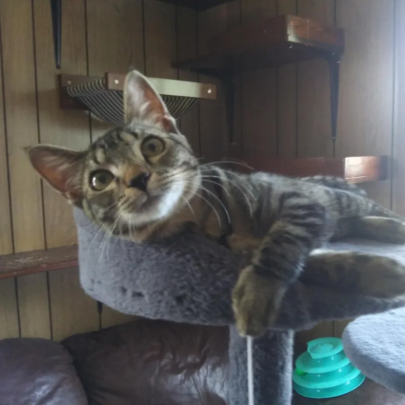 A baby medium-sized female Tabby (Brown / Chocolate) Domestic Short Hair cat named Gizmo for adoption in Port Wentworth, GA