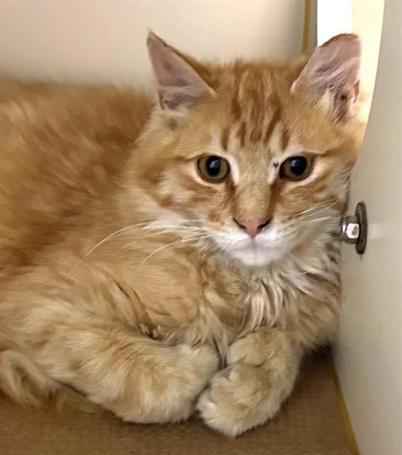 A young medium-sized male Domestic Long Hair cat named Hawk for adoption in Dedham, MA