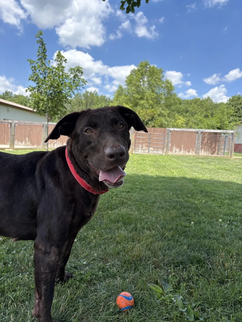 An adult large-sized female Brown / Chocolate Chocolate Labrador Retriever dog named Essie for adoption in South Charleston, OH