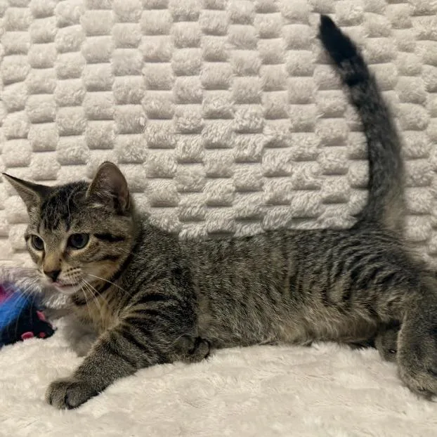 A baby small-sized male Gray / Blue / Silver Domestic Short Hair cat named Murphy for adoption in Overland Park, KS