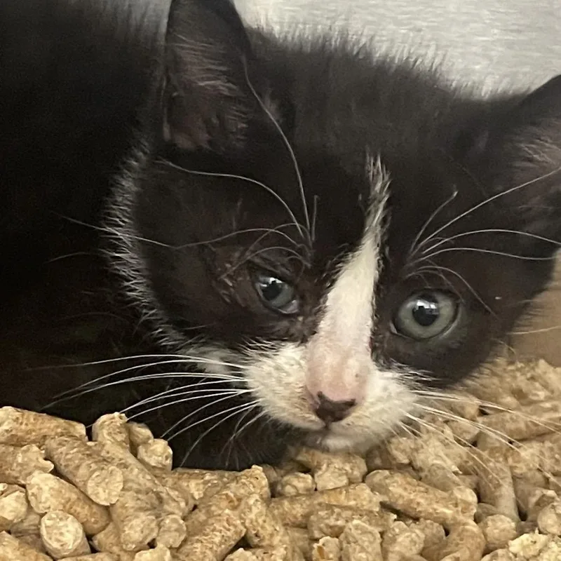 A baby small-sized female Black Domestic Short Hair cat named Relish for adoption in Lynchburg, VA