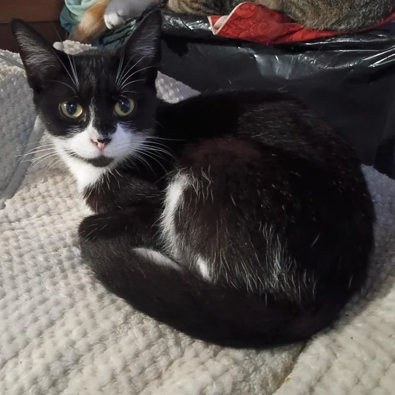 An adult small-sized female Domestic Short Hair cat named Squeaky for adoption in Lima, OH