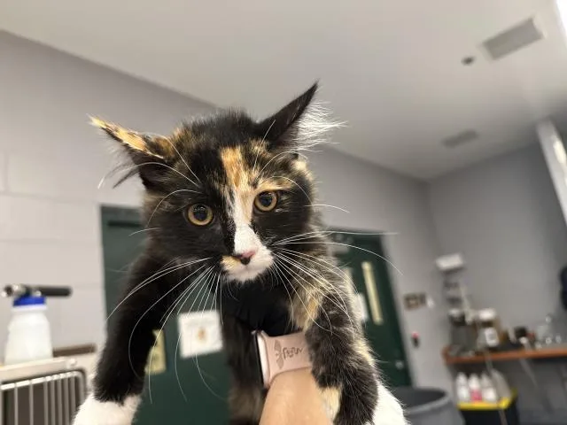 A baby small-sized female Domestic Medium Hair cat named Kourtney for adoption in Thousand Palms, CA