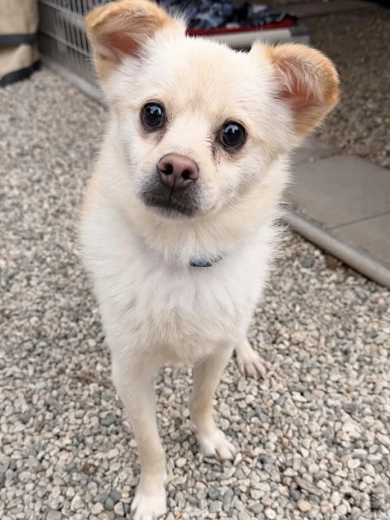 A young small-sized male Yellow / Tan / Blond / Fawn Pomeranian dog named Sonny for adoption in Agua Dulce, CA
