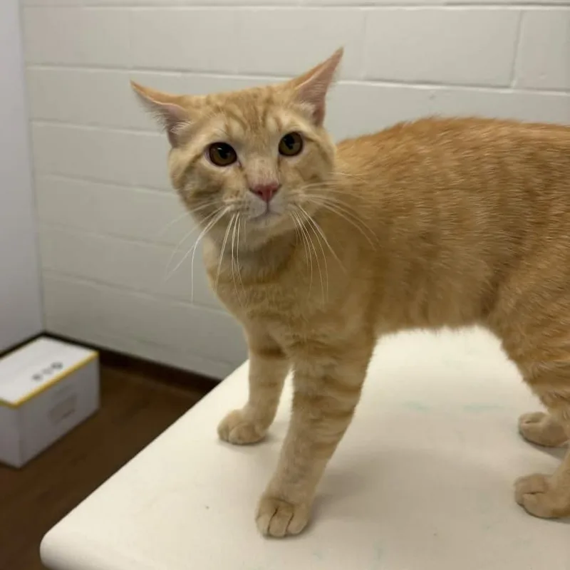 A young large-sized male Orange / Red Domestic Short Hair cat named Bocephus for adoption in Beaumont, TX